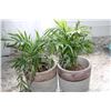 Image 2 : Two house plants