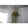 Image 1 : Hanging house plant