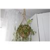 Image 2 : Hanging house plant