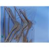 Image 2 : (11) Wooden Hangers