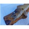 Image 2 : Mounted Pickeral