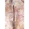 Image 13 : Circa 1880 Chircahua Apache Painted War Shield