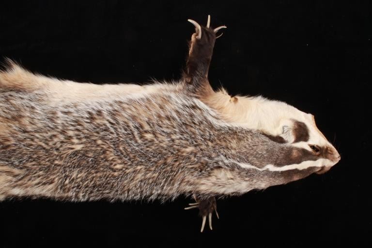 Montana Taxidermy American Badger Hide