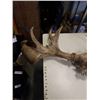 Image 2 : MOOSE ANTLERS - 40 INCHES ACROSS