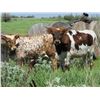Image 1 : Pen of 4 Ropers