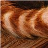 Image 3 : Red Panda by Katon Original