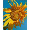 Image 1 : SUNFLOWER 2 by Charles Lynn Bragg