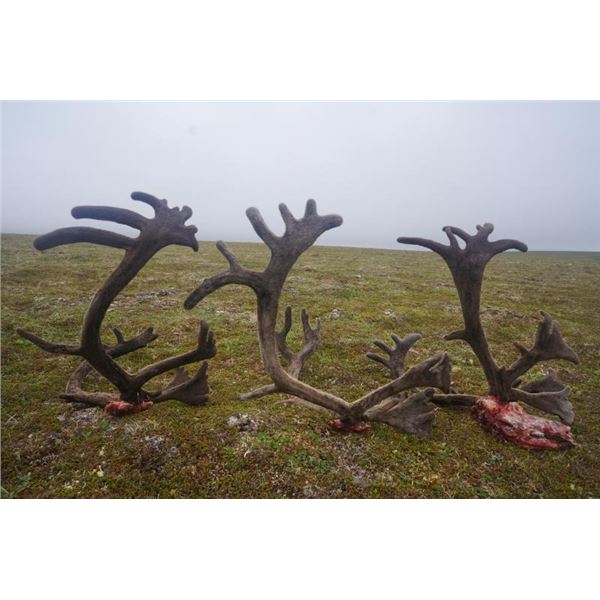 Reindeer Hunt in Alaska