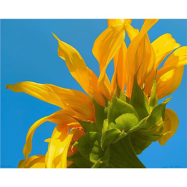 SUNFLOWER 1 by Charles Lynn Bragg