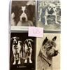 Image 2 : Dogs Album 60+ Cards