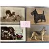 Image 8 : Dogs Album 60+ Cards