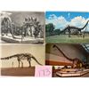 Image 1 : Dinosaurs 65+