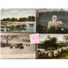 Image 8 : Sheep Album 110+ Cards