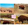 Image 1 : Animals - Buffalo Approx. 450 Cards