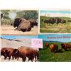 Image 2 : Animals - Buffalo Approx. 450 Cards