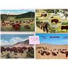 Image 3 : Animals - Buffalo Approx. 450 Cards