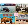 Image 8 : Animals - Buffalo Approx. 450 Cards