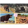 Image 1 : Animals - Bears Approx. 275 Cards