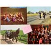 Image 2 : Amish Sorted by Subject Approx. 360 Cards