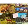 Image 10 : Animals - Deer Approx. 375 Cards