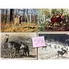 Image 3 : Animals - Deer Approx. 375 Cards