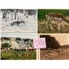 Image 7 : Animals - Deer Approx. 375 Cards