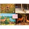 Image 9 : Animals - Deer Approx. 375 Cards
