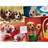 Image 10 : Animals - Dogs Approx. 175 Cards
