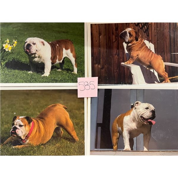 Animals - Dogs Approx. 175 Cards