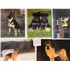 Image 2 : Animals - Dogs Approx. 175 Cards