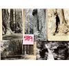 Image 1 : Muir Woods National Park - Redwoods Approx. 200 Cards