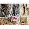 Image 2 : Muir Woods National Park - Redwoods Approx. 200 Cards