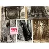 Image 3 : Muir Woods National Park - Redwoods Approx. 200 Cards