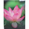 Image 2 : Large Framed Photographic Art - Lotus Flower, Signed by Artist H. Lihp (?) 27"x36"
