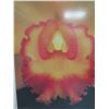 Image 2 : Framed Photographic Art - Orchid Flower, Signed by Artist H. Lihp (?) 27"x36"