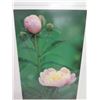 Image 2 : Framed Photographic Art - Peonies, Signed by Artist H. Lihp (?) 27"x36"