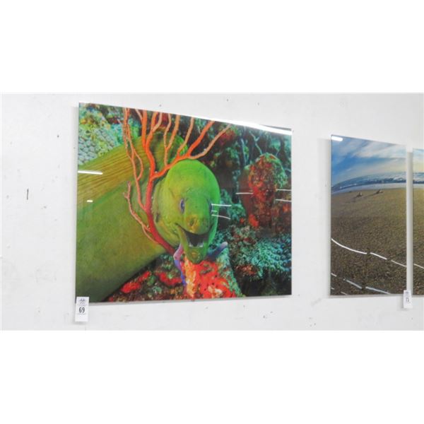 Green Moray Eel Photograph On Acrylic By Chistopher Doherty - 32" x 25"