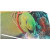 Image 2 : Green Moray Eel Photograph On Acrylic By Chistopher Doherty - 32" x 25"