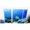 Image 1 : Bull Shark 3 Pc Photography On Acrylic By Christopher Doherty - 32" x 48"