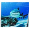 Image 2 : Bull Shark 3 Pc Photography On Acrylic By Christopher Doherty - 32" x 48"