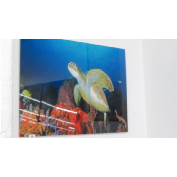 Sea Turtle Photography On Acrylic By Christopher Doherty - 32" x 24"