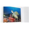 Image 1 : Sea Turtle Photography On Acrylic By Christopher Doherty - 32" x 24"