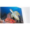 Image 2 : Sea Turtle Photography On Acrylic By Christopher Doherty - 32" x 24"