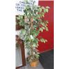 Image 1 : Ficus Tree