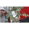 Image 2 : Ficus Tree