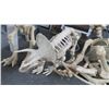 Image 2 : Plastic Dinosaur Skeletons (3)