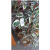 Image 2 : Ficus Tree (2)