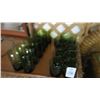 Image 1 : Lot of Green Water Glasses (24)