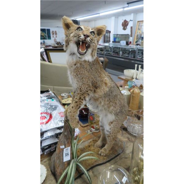 Bobcat Taxidermy