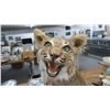 Image 3 : Bobcat Taxidermy